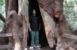 2-Day Wine Country, Redwoods & Alcatraz Tour